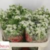 Chamelaucium uncinatum 'Ofir'