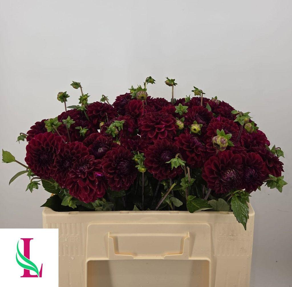 Dahlia (Ball Grp) 'Black Fox'