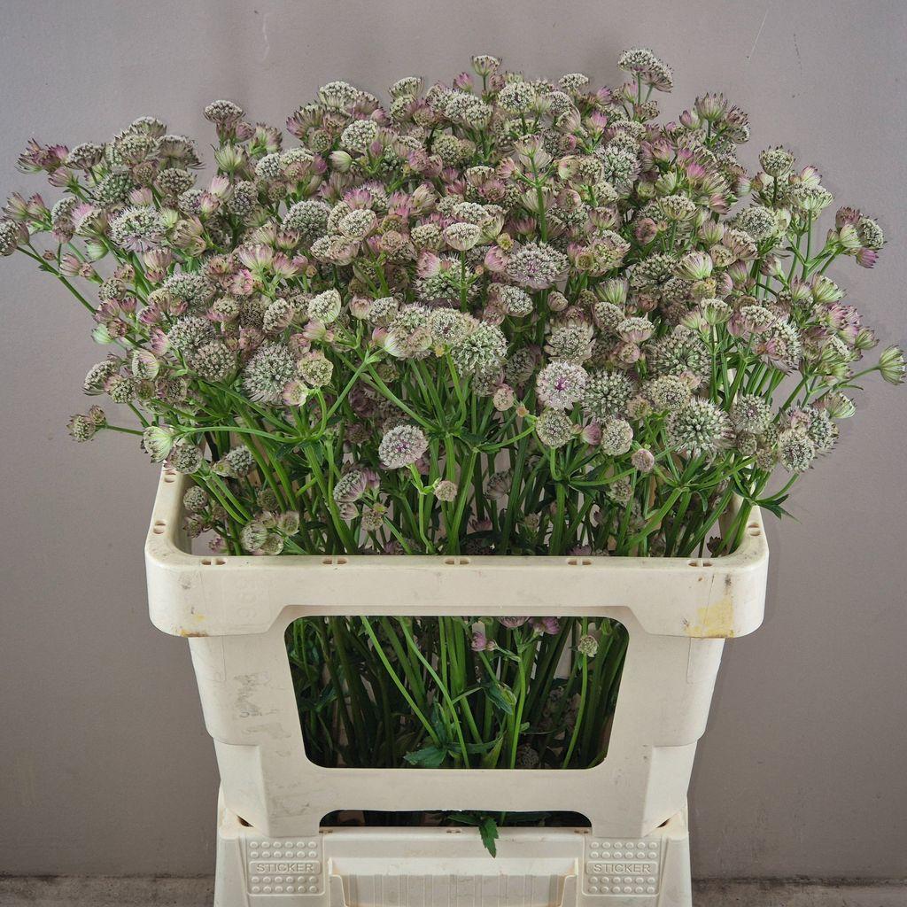 Astrantia major Magical Diamonds White