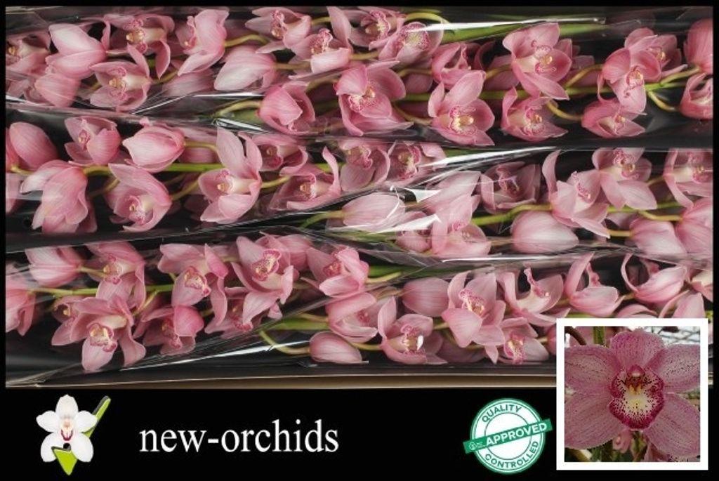 Cymbidium grootbloemig 'Belle Star'