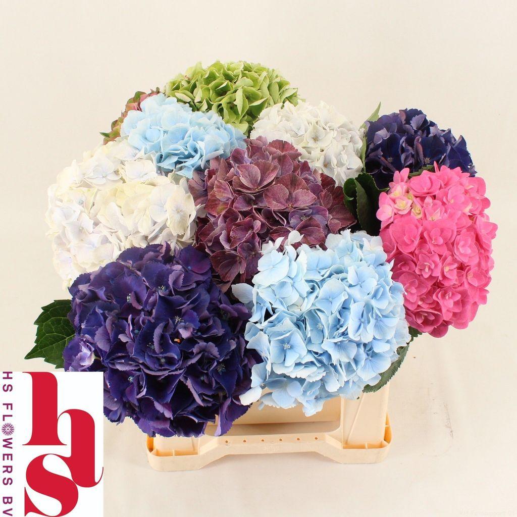 Hydrangea gemengd