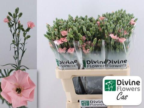 Dianthus Solomio Cas