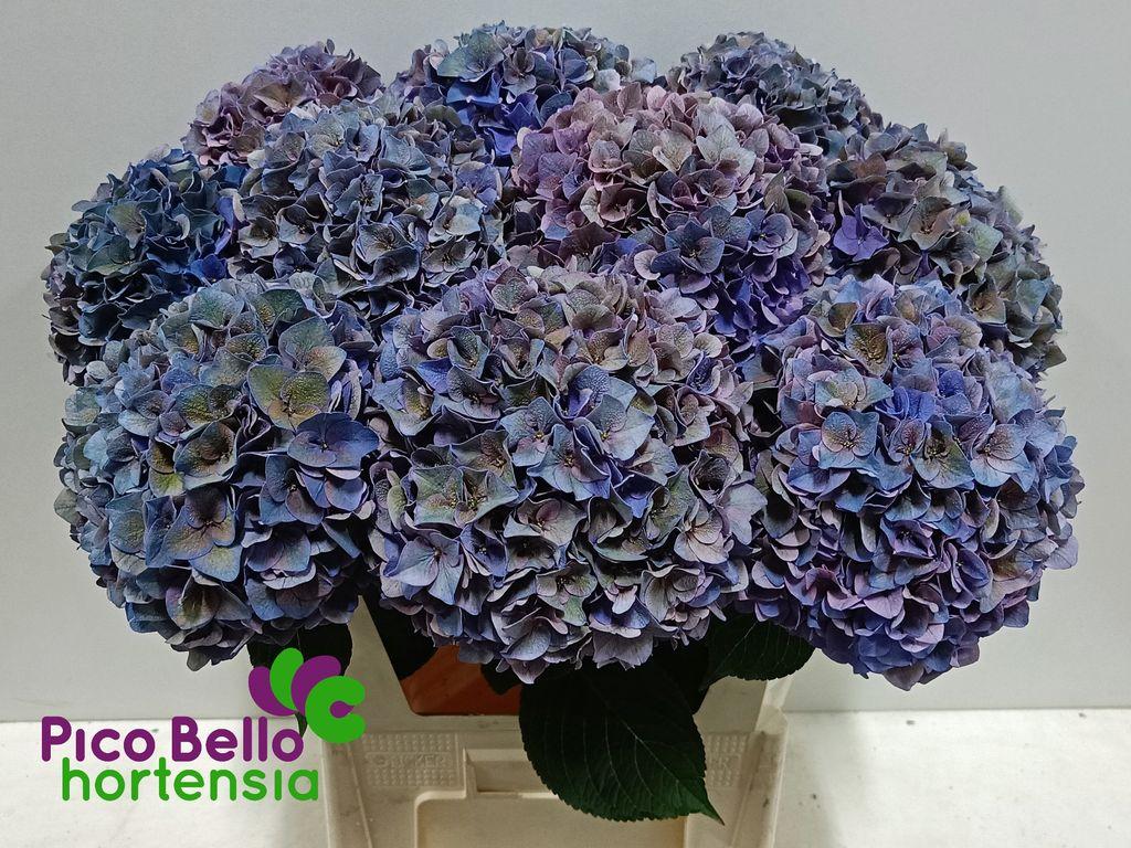 Hydrangea macrophylla 'Rodeo' (classic)