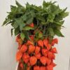 Physalis alkekengi lampion (tak)
