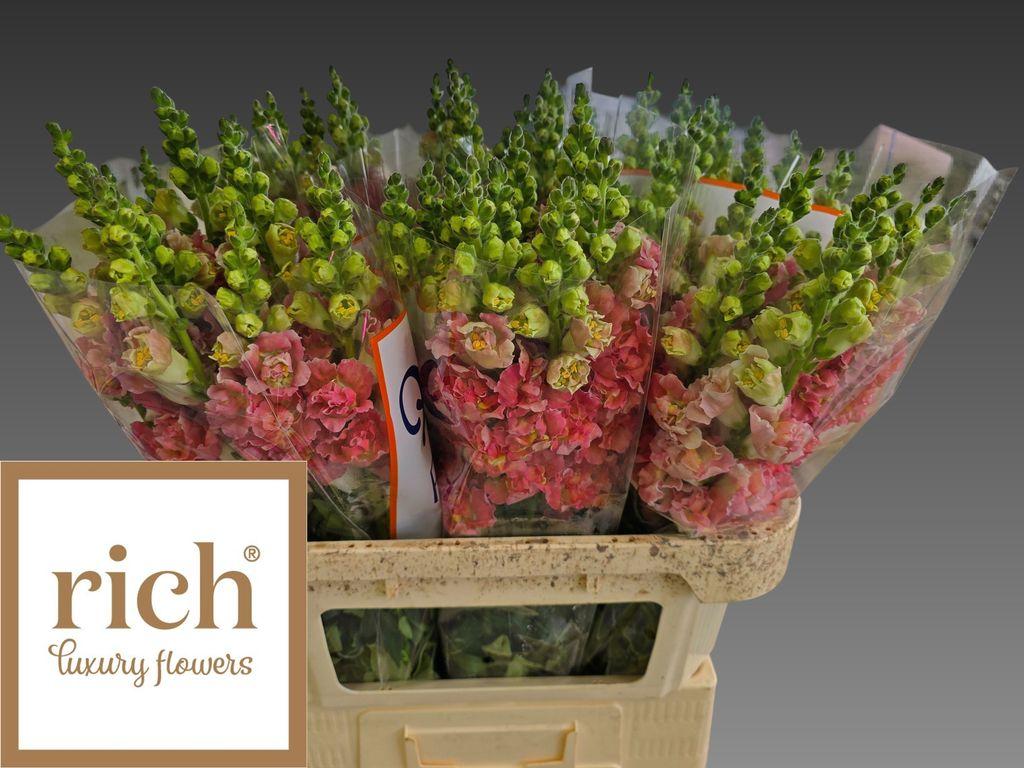 Snijbloemen overig