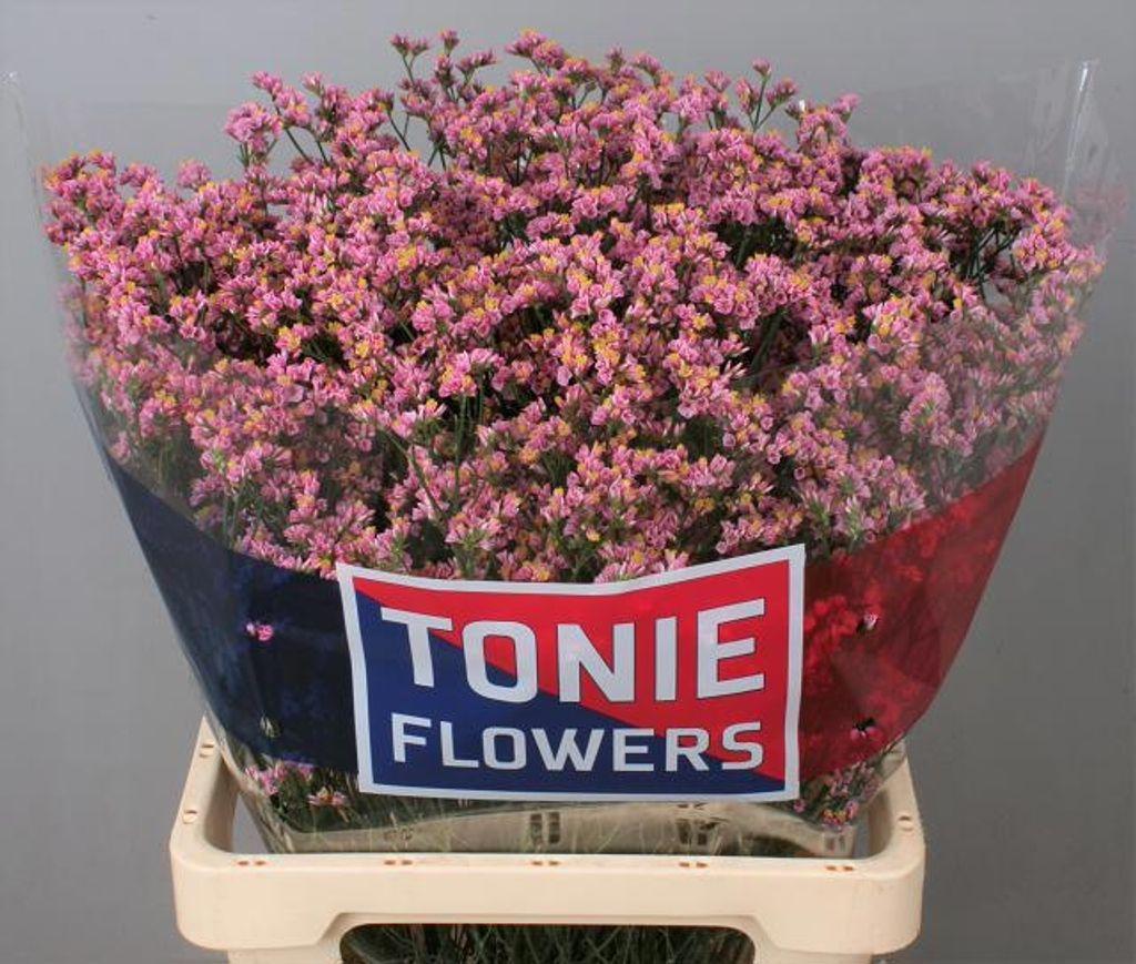 Limonium sinense Anouchka Diamond