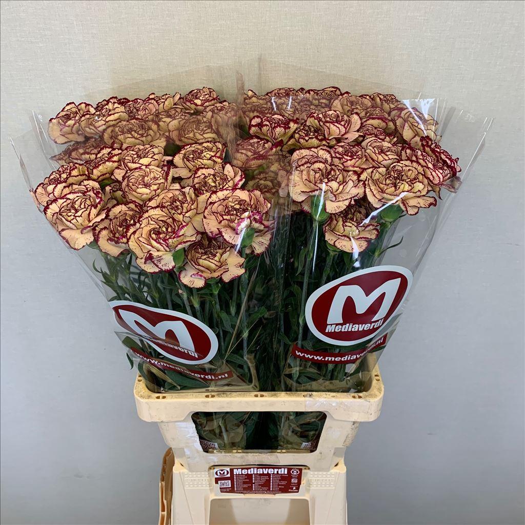 Snijbloemen overig