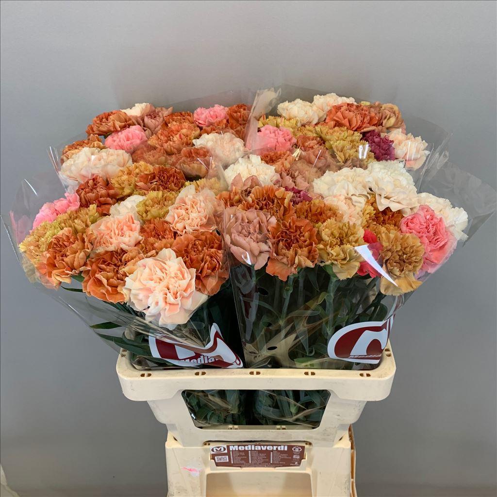 Dianthus standaard gemengd in bos