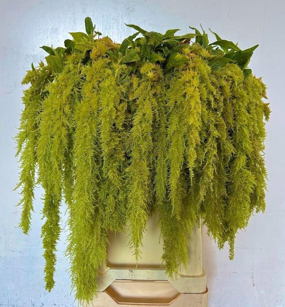 Amaranthus caudatus 'Green Spider'