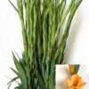 Gladiolus (Large-flowered Grp) 'Ovatie'