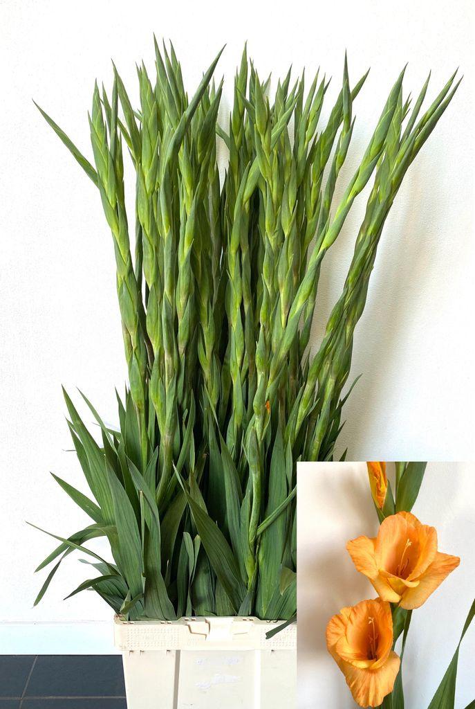 Gladiolus (Large-flowered Grp) 'Ovatie'