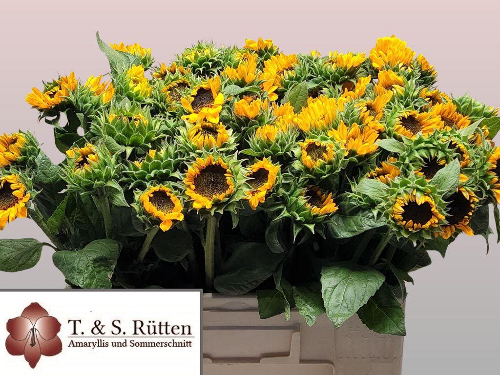 Helianthus annuus 'Sonja'