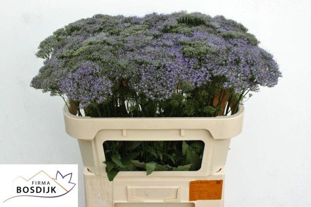 Snijbloemen overig