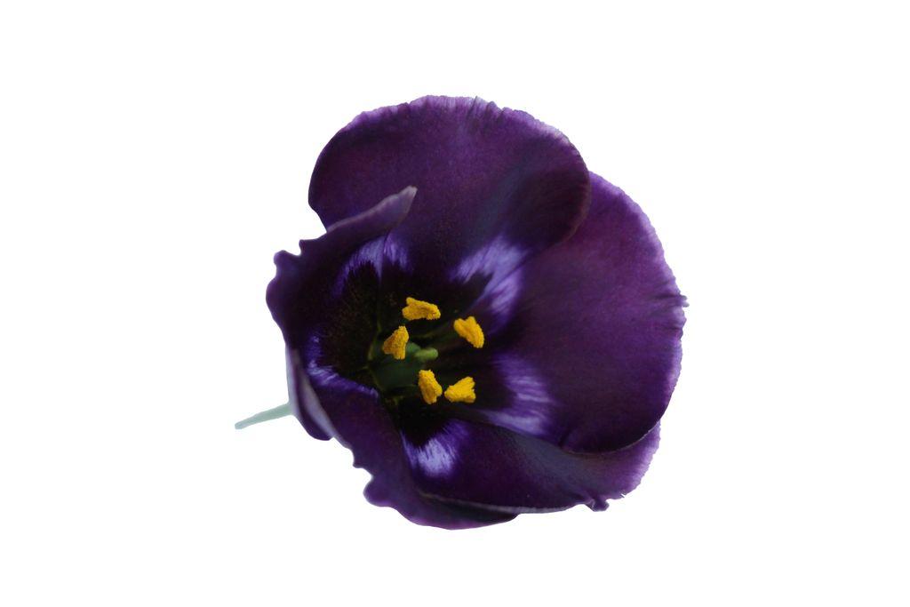 Eustoma russellianum enkelbloemig 'Bohemian Black Violet'