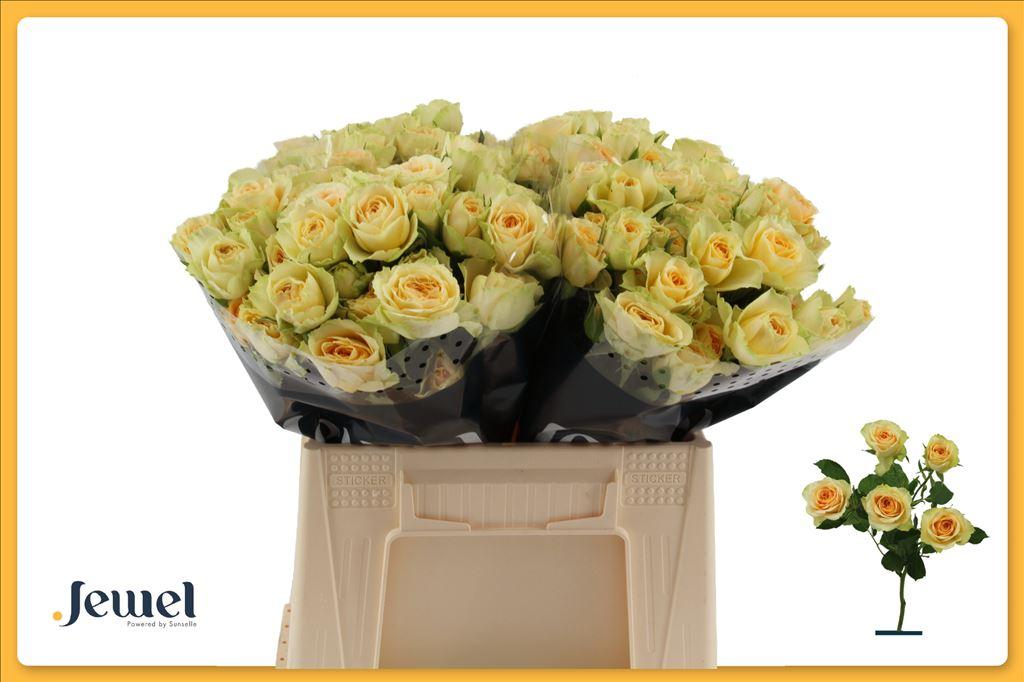 Rosa tros Bandolero