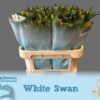 Alstroemeria White Swan
