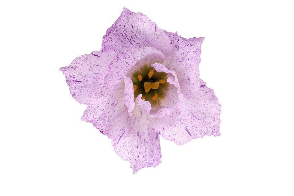 Eustoma russellianum gevuldbloemig Stracciatella Lavender