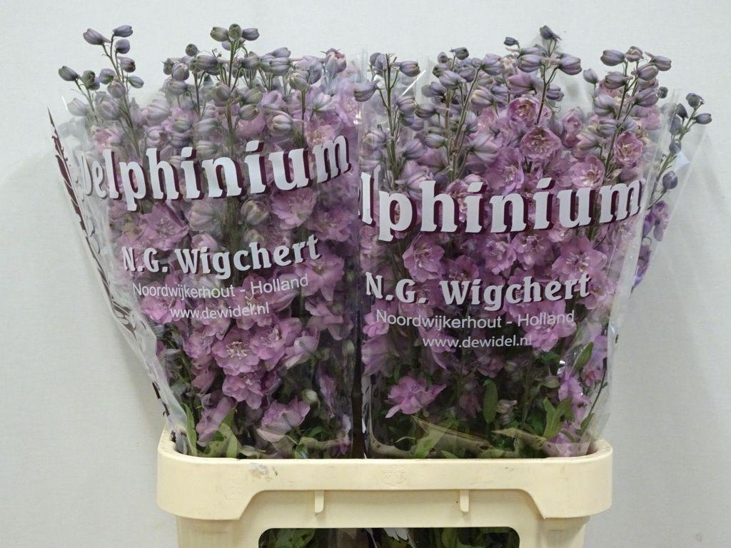 Delphinium dubbelbloemig (Elatum Grp) 'Dewi Melody'