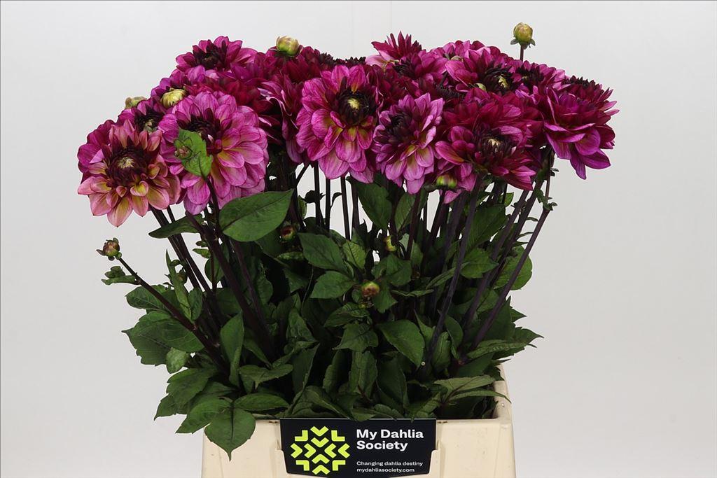 Dahlia (Decorative Grp) 'Muchacha'