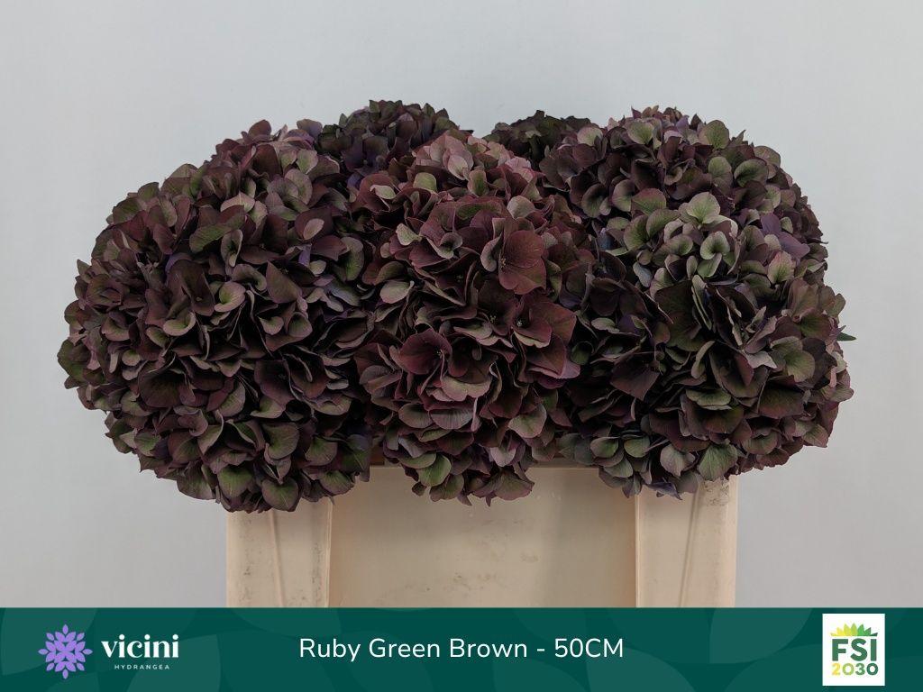 Hydrangea macrophylla Magical Rubyred (classic paars)