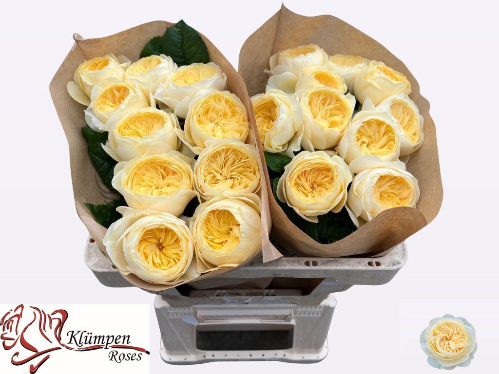 Rosa grootbloemig Nona!