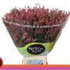 Limonium sinense Scarlet Diamond