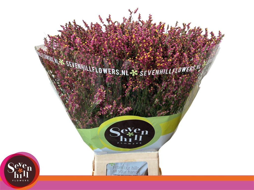 Limonium sinense Scarlet Diamond