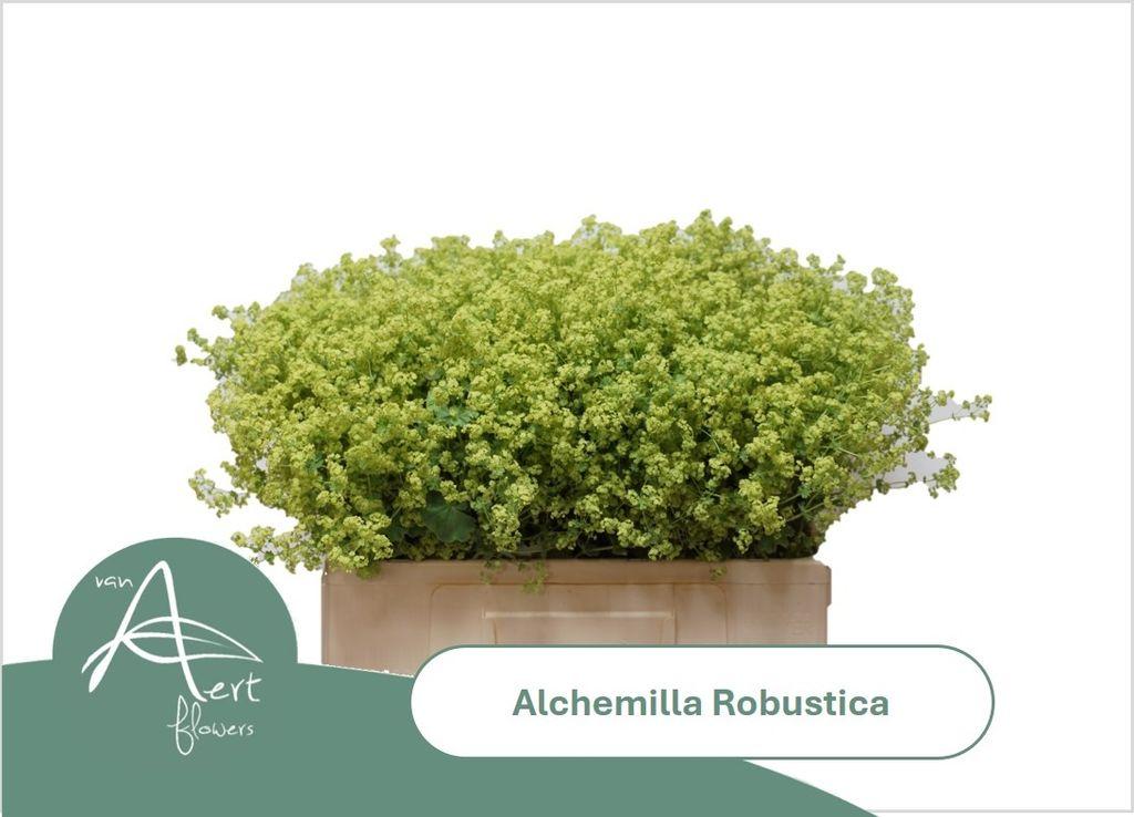Alchemilla mollis 'Robustica'