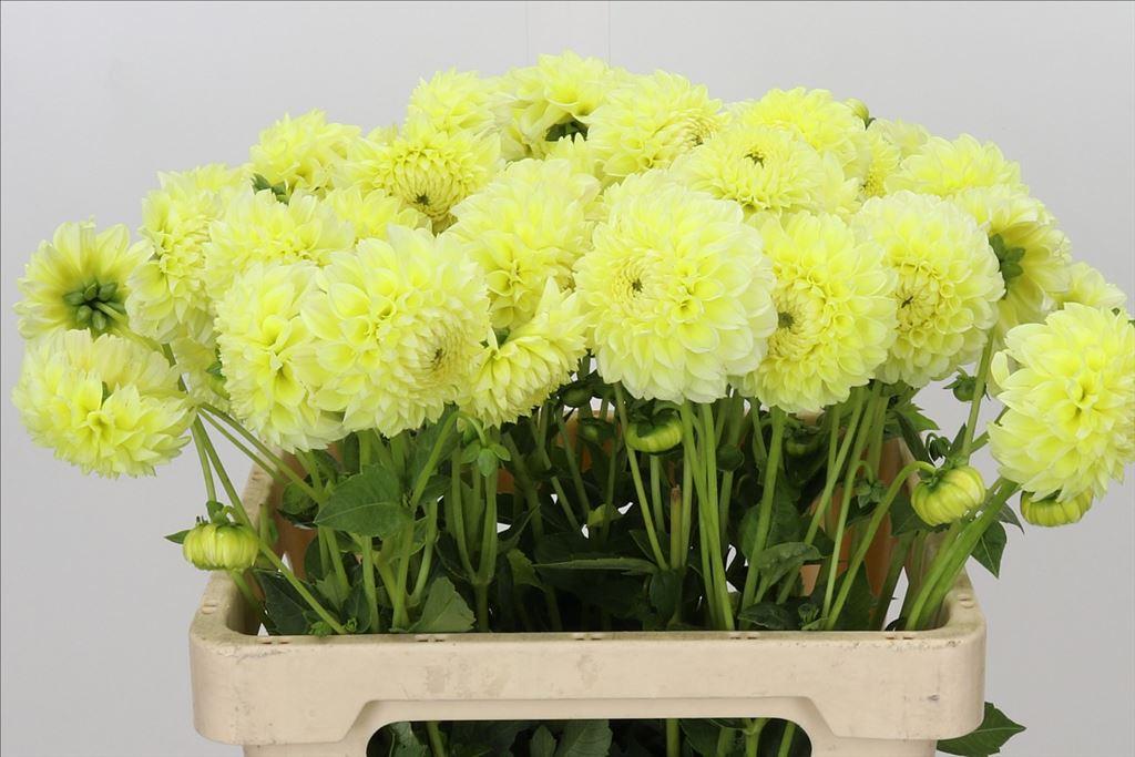 Dahlia (Decorative Grp) 'Banana Baby'