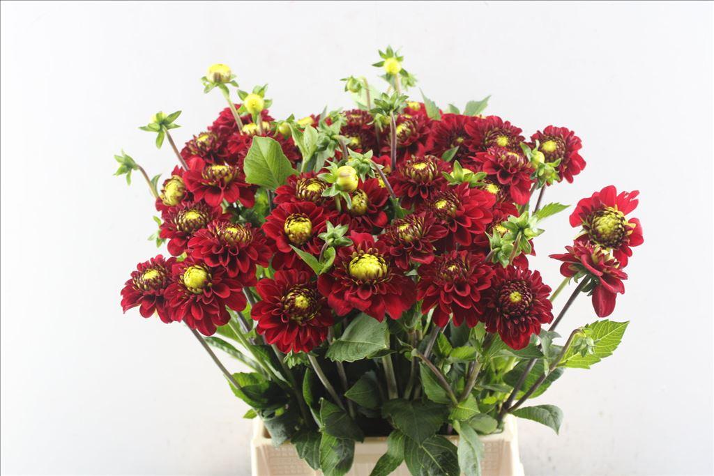 Dahlia (Ball Grp) 'Red Fox'