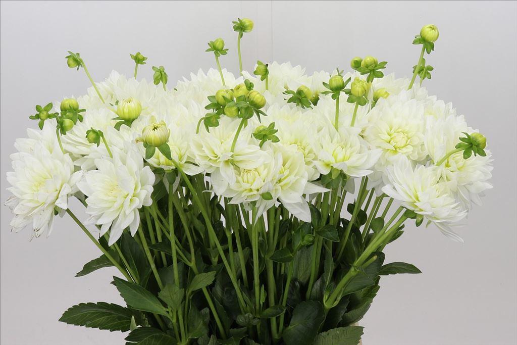 Dahlia (Decorative Grp) 'Karma Maarten Zwaan'