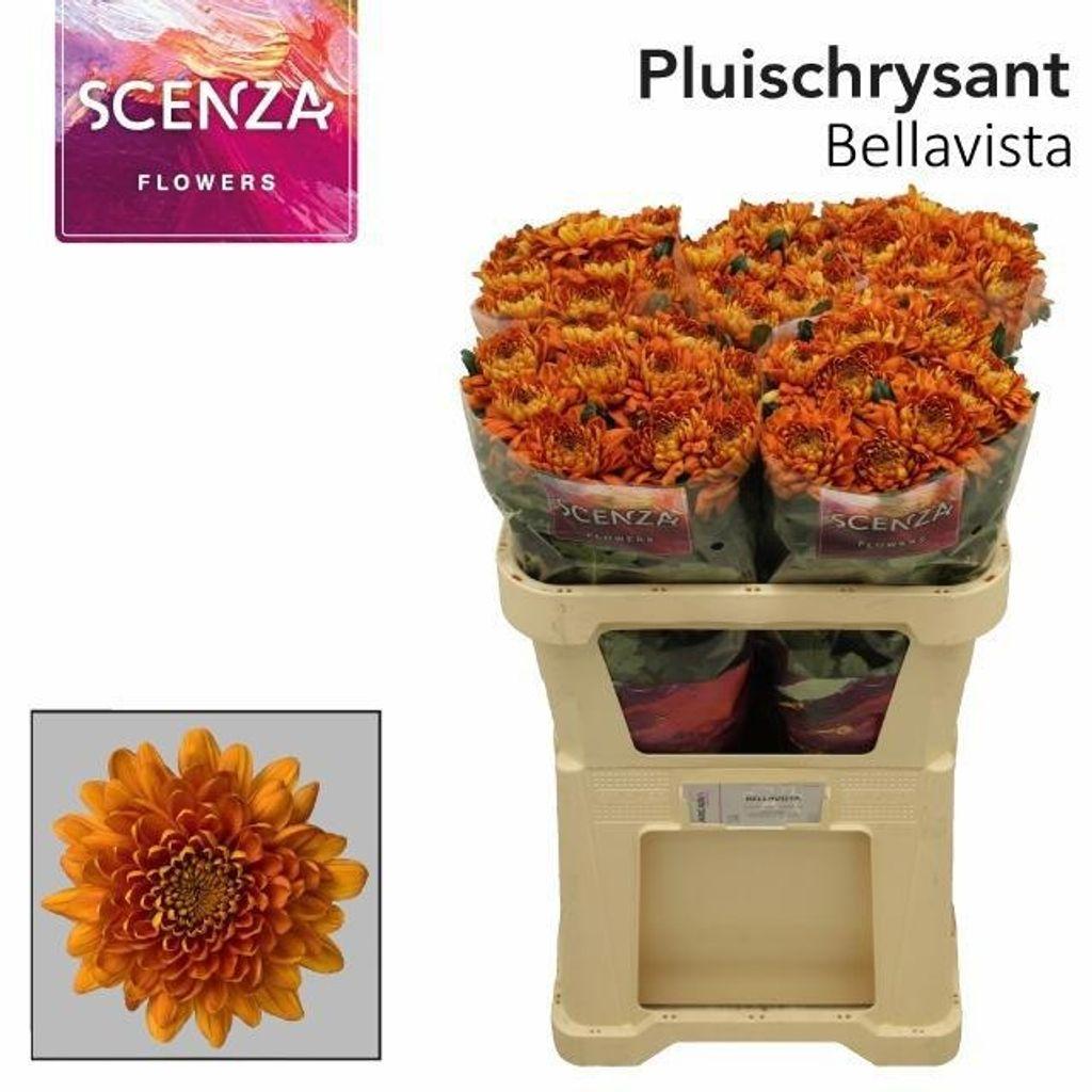 Chrysanthemum (Indicum Grp) geplozen Bellavista