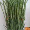Gladiolus (Large-flowered Grp) 'Ovatie'