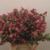 Symphoricarpos (Pink Berry Grp) Magical Ruby Giant