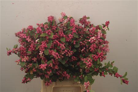 Symphoricarpos (Pink Berry Grp) Magical Ruby Giant