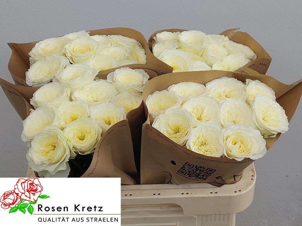 Rosa flowered Lotti+