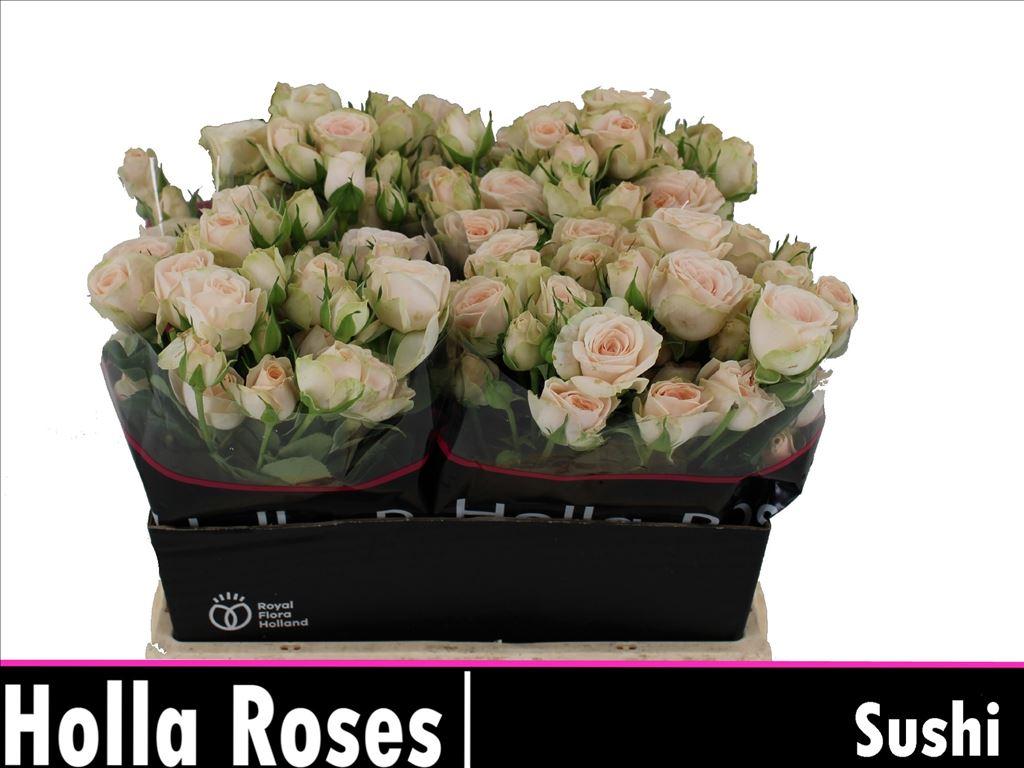 Rosa tros Sushi