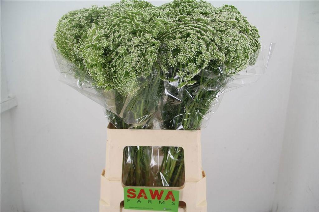 Ammi visnaga