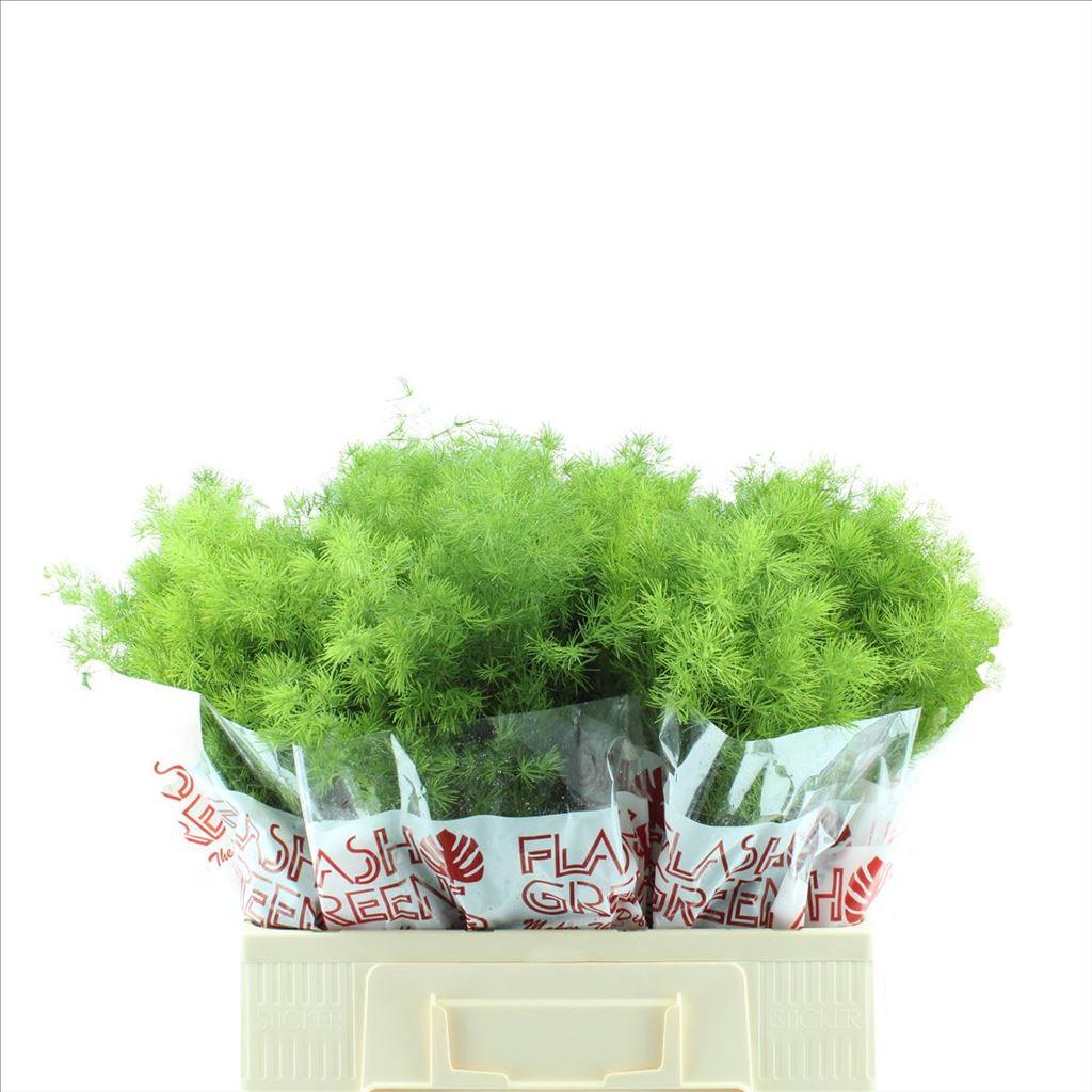Asparagus umbellatus