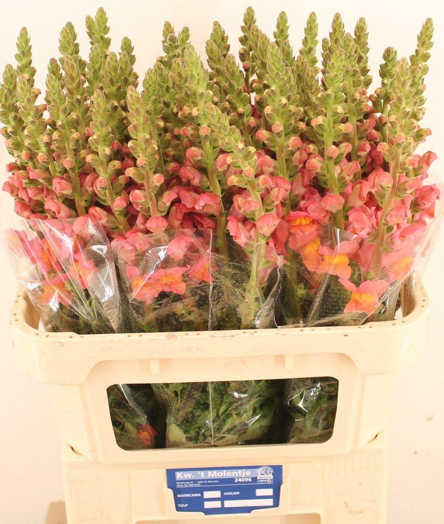 Antirrhinum majus 'Potomac Dark Orange'
