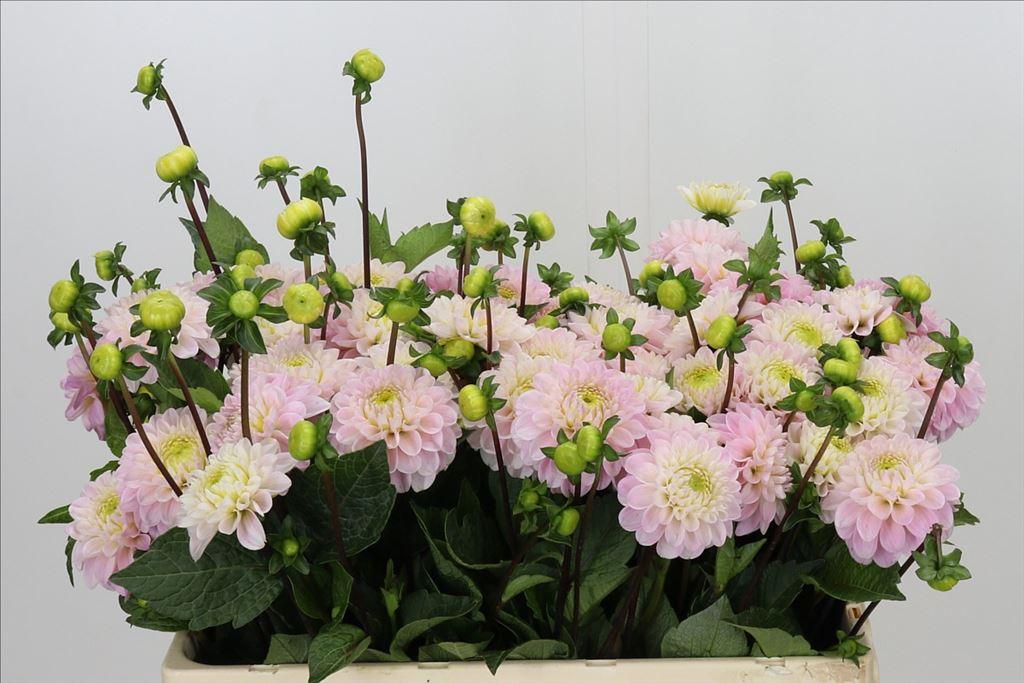 Dahlia (Ball Grp) 'Wizard of Oz'