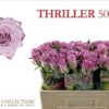 Rosa grootbloemig Thriller