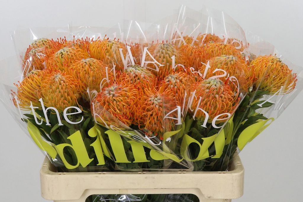 Leucospermum Ayoba Sun