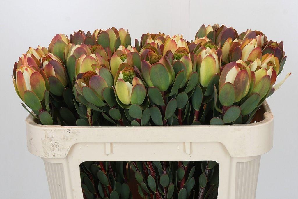 Leucadendron discolor 'Pom-pom'