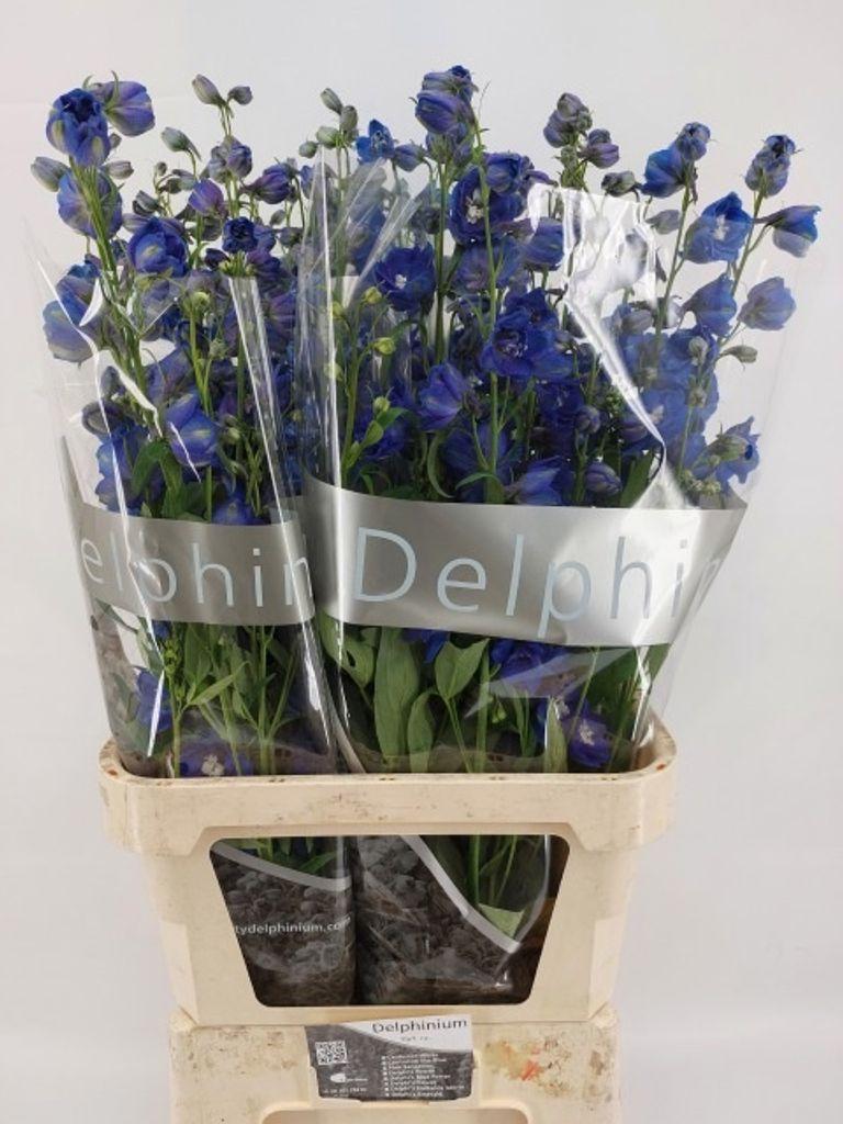 Delphinium dubbelbloemig (Elatum Grp) 'Delphi's Blue Emerald'