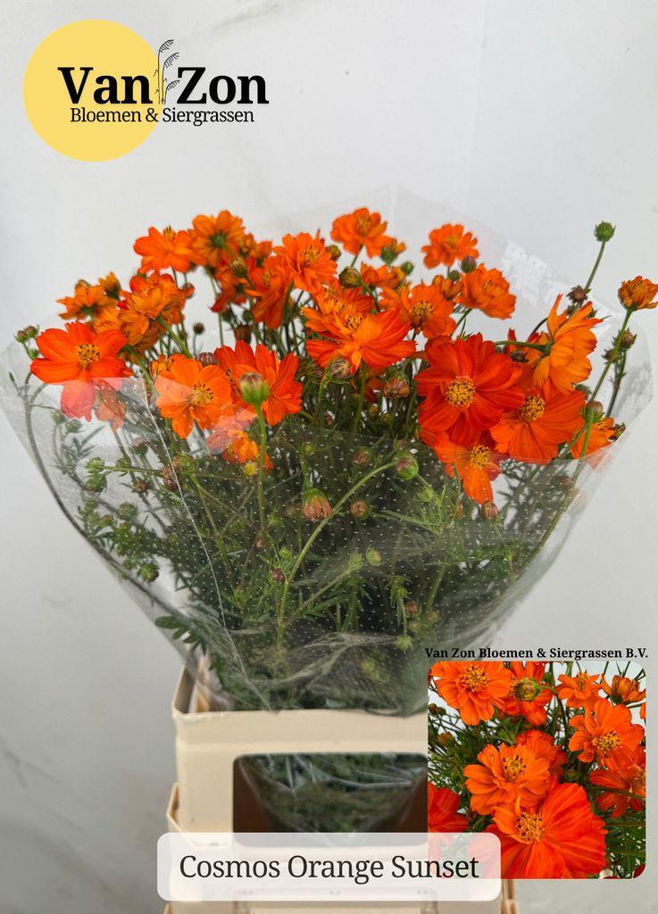 Cosmos bipinnatus