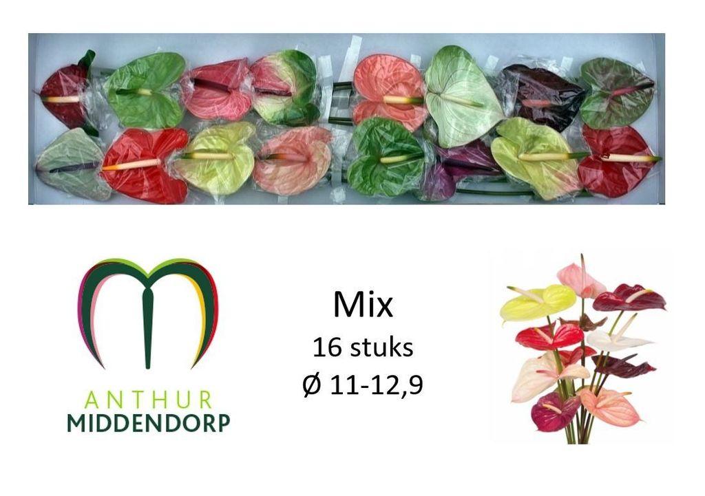 Anthurium (Andreanum Grp) gemengd