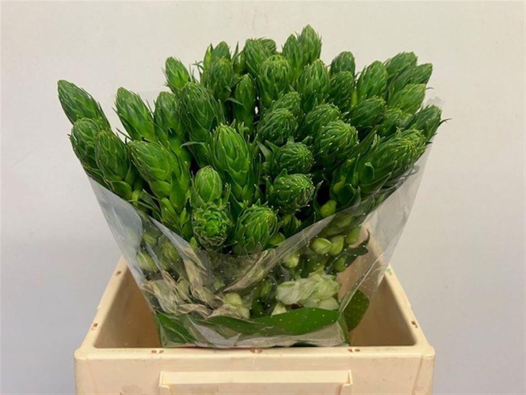 Ornithogalum thyrsoides 'Milky Way'