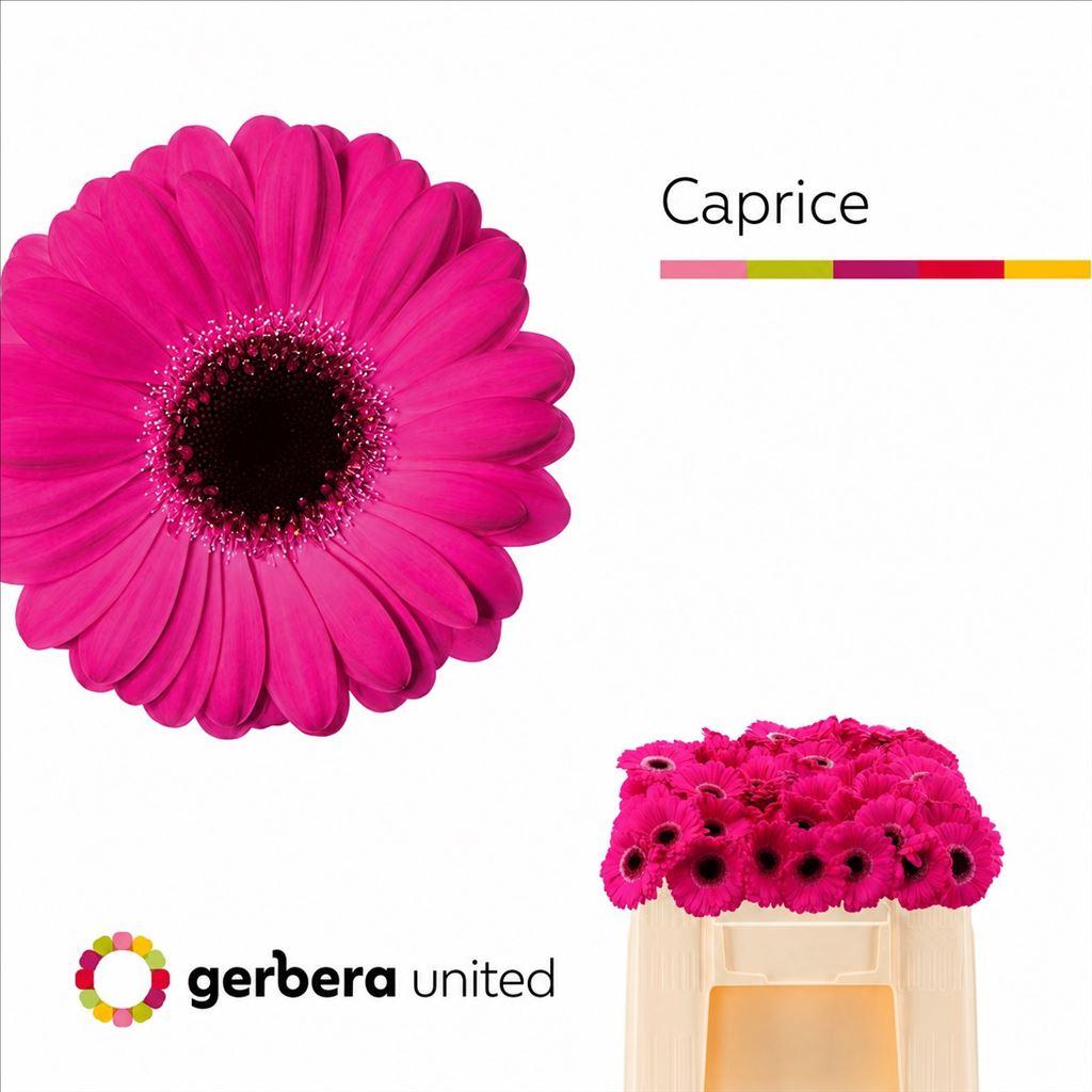 Gerbera mini 'Caprice'