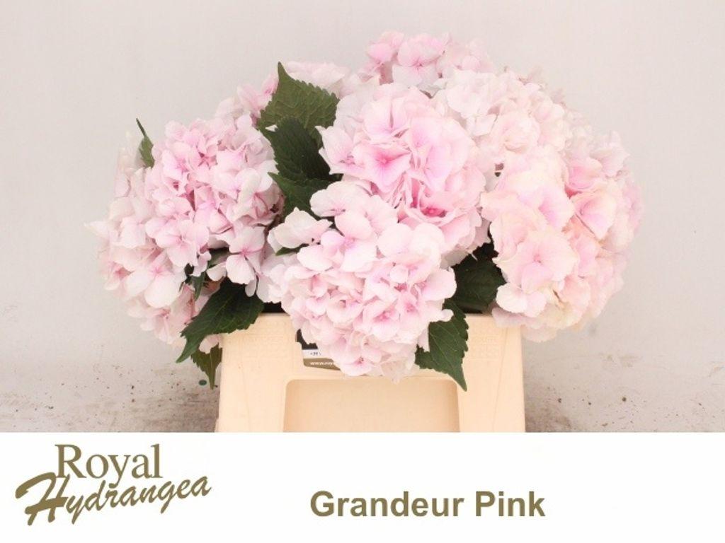 Hydrangea macrophylla Royal Grandeur